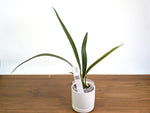 Anthurium Coriaceum aff