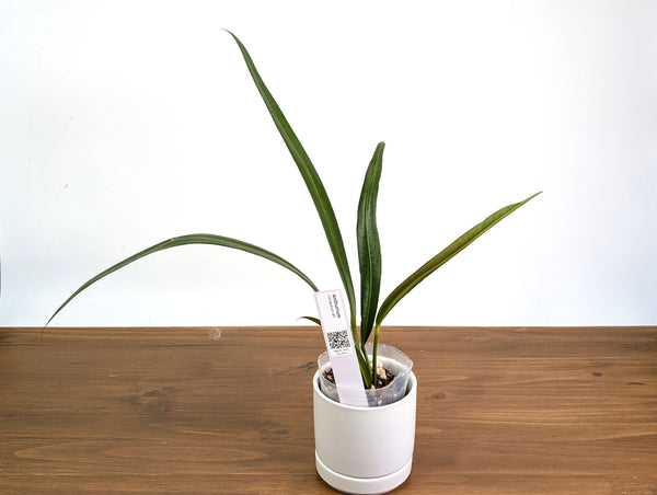 Anthurium Coriaceum aff