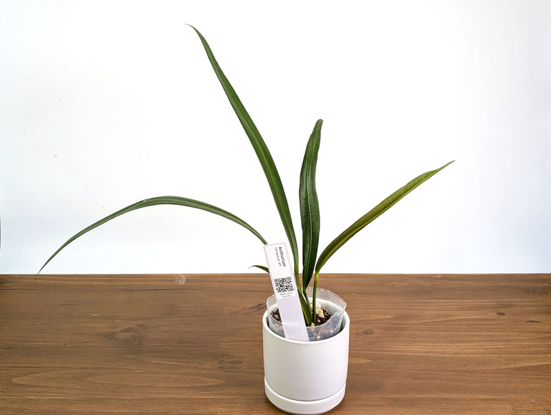 Anthurium Coriaceum aff