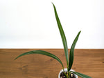 Anthurium Coriaceum aff