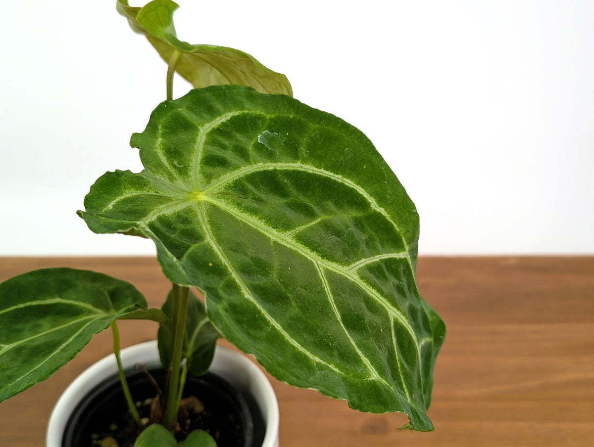 Anthurium Silver Blush x Forgetii 'Cup Leafs'