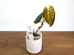 Philodendron Melanochrysum Variegated (Exact #35A) - 4" Pot