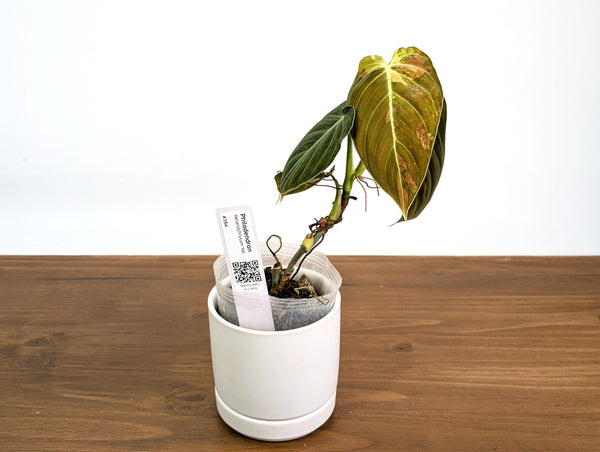 Philodendron Melanochrysum Variegated (Exact #35A) - 4" Pot