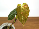 Philodendron Melanochrysum Variegated (Exact #35A) - 4" Pot