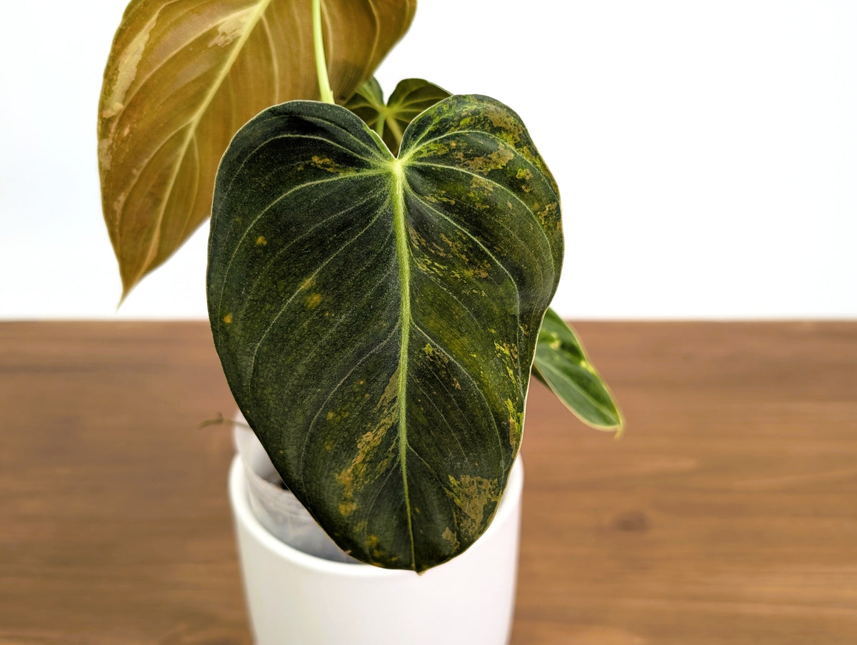 Philodendron Melanochrysum Variegated (Exact #35A) - 4" Pot