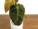 Philodendron Melanochrysum Variegated (Exact #35A) - 4" Pot