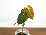 Philodendron Melanochrysum Variegated (Exact #35A) - 4" Pot