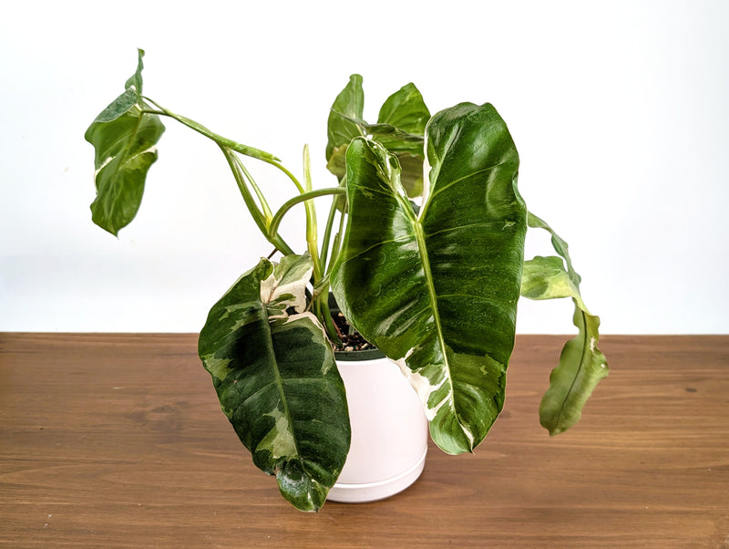 Philodendron Paraiso Verde Albo Mutation - 6" Exact Plant #36A
