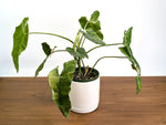 Philodendron Paraiso Verde Albo Mutation - 6" Exact Plant #36A