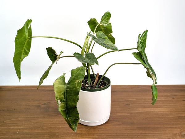 Philodendron Paraiso Verde Albo Mutation - 6" Exact Plant #36A