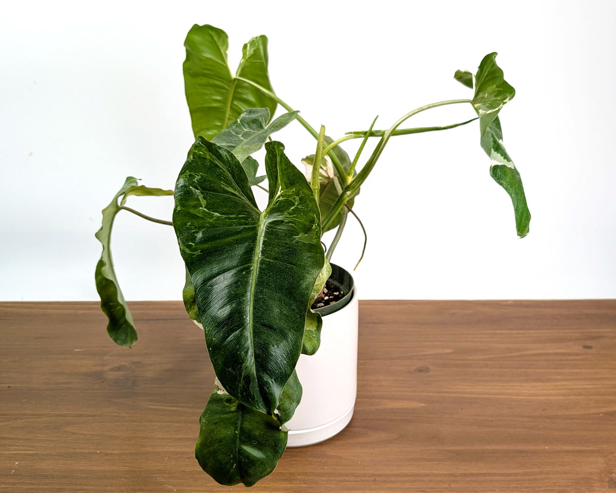 Philodendron Paraiso Verde Albo Mutation - 6" Exact Plant #36A
