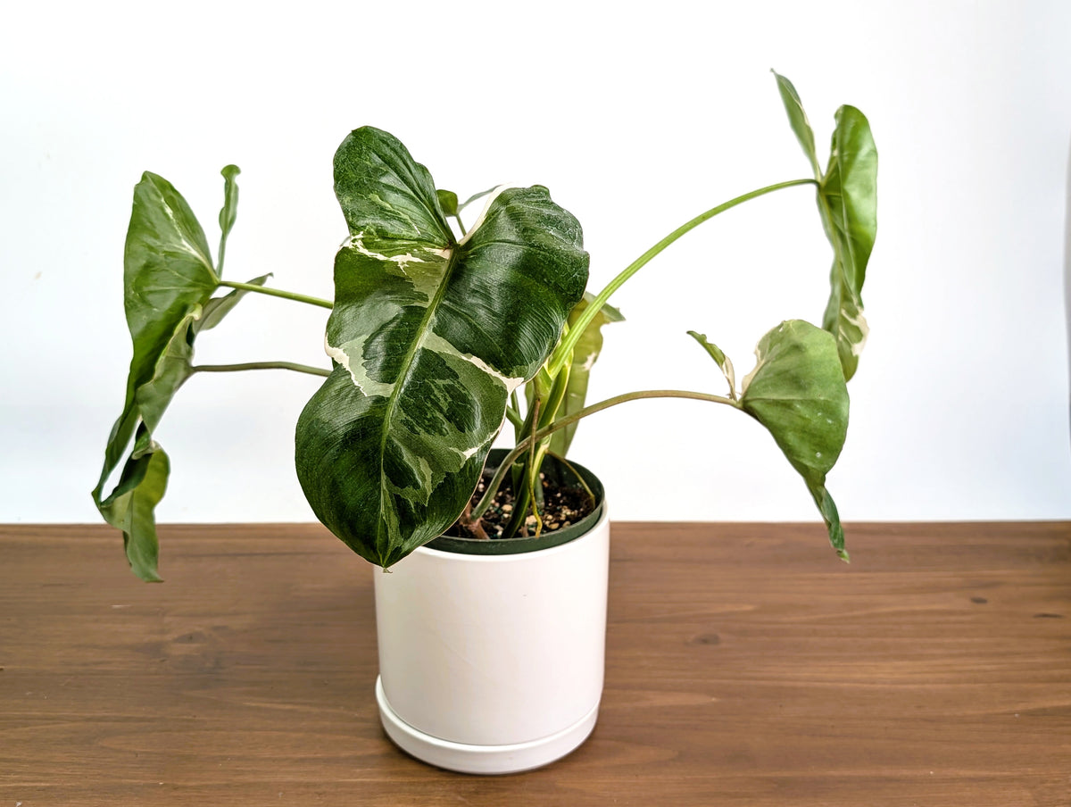 Philodendron Paraiso Verde Albo Mutation - 6" Exact Plant #36A