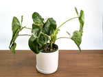 Philodendron Paraiso Verde Albo Mutation - 6" Exact Plant #36A
