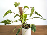 Philodendron Emerald King - 6" Pot Exact Plant #35A