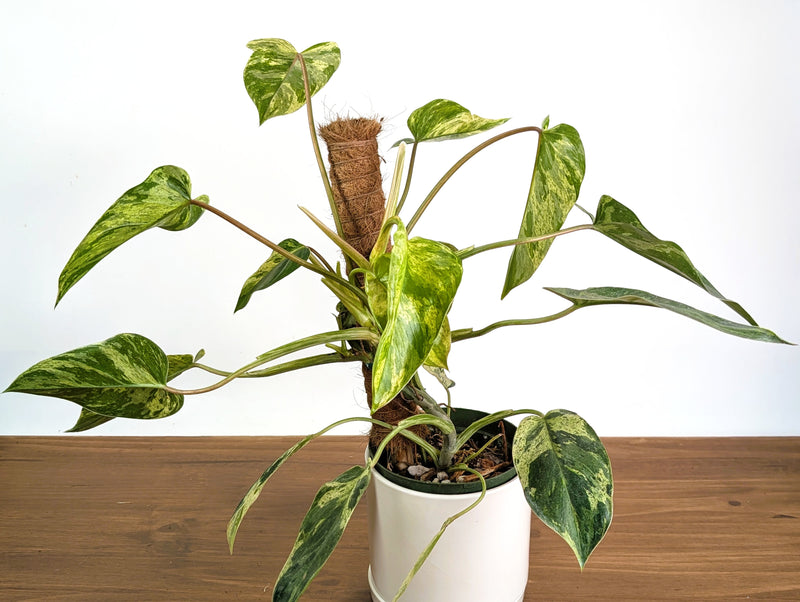 Philodendron Emerald King - 6" Pot Exact Plant #35A