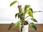 Philodendron Emerald King - 6" Pot Exact Plant #35A