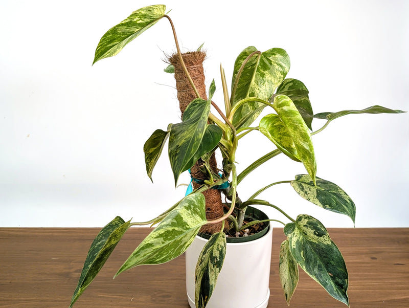 Philodendron Emerald King - 6" Pot Exact Plant #35A