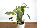 Philodendron Emerald King - 6" Pot Exact Plant #35A