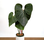 Philodendron Pink Glory in 6" Pot Exact Plant #36A