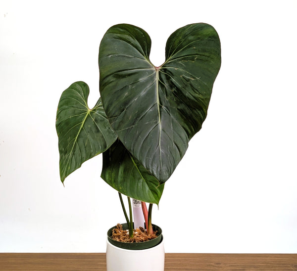 Philodendron Pink Glory in 6" Pot Exact Plant #36A