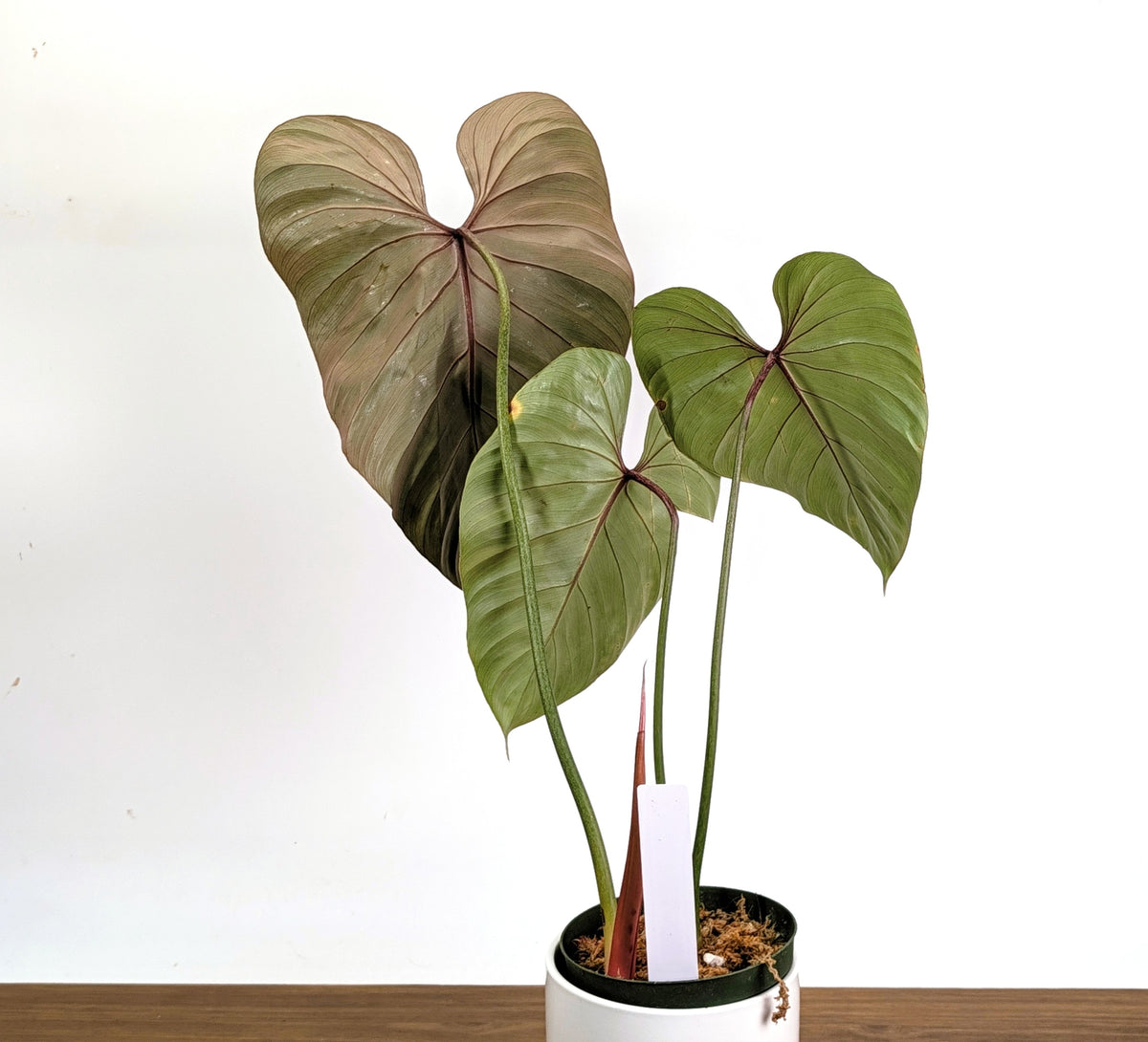Philodendron Pink Glory in 6" Pot Exact Plant #36A