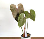 Philodendron Pink Glory in 6" Pot Exact Plant #36A