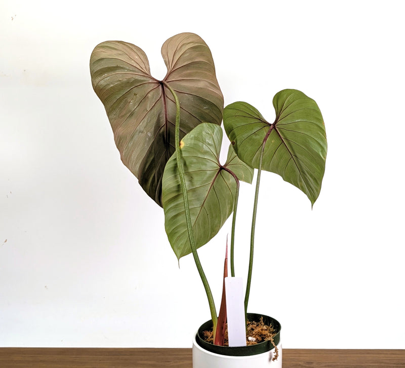 Philodendron Pink Glory in 6" Pot Exact Plant #36A