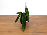 Anthurium Amazon Princess - Exact Plants