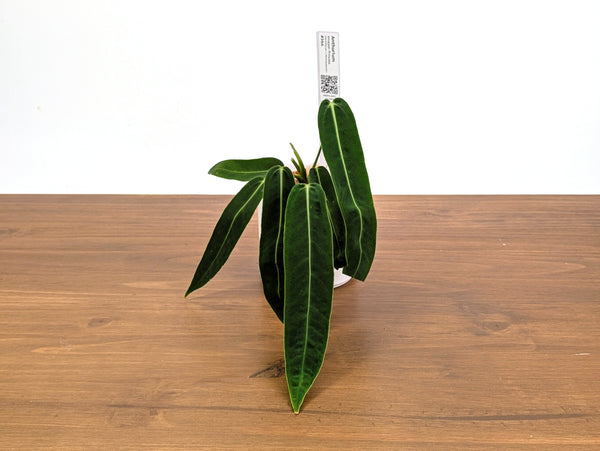 Anthurium Amazon Princess - Exact Plants