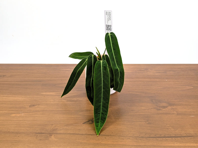 Anthurium Amazon Princess - Exact Plants