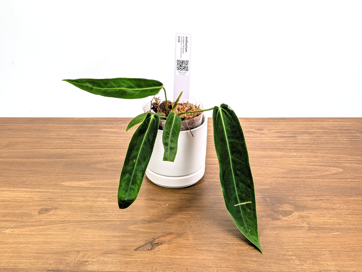 Anthurium Amazon Princess - Exact Plants