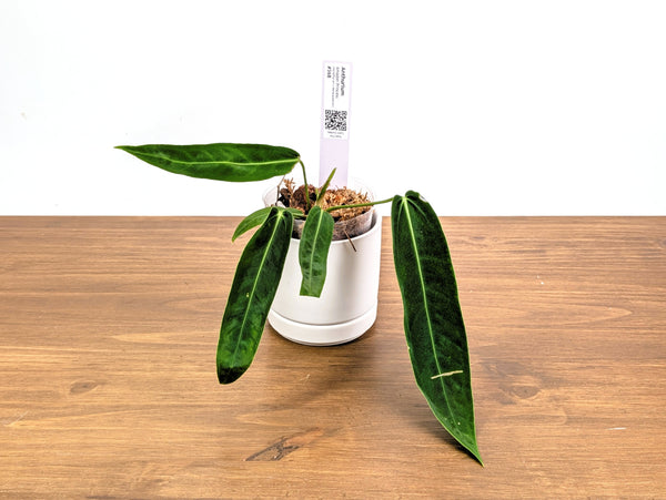 Anthurium Amazon Princess - Exact Plants