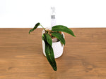 Anthurium Amazon Princess - Exact Plants