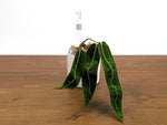Anthurium Amazon Princess - Exact Plants