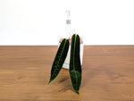 Anthurium Amazon Princess - Exact Plants