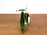 Anthurium Amazon Princess - Exact Plants
