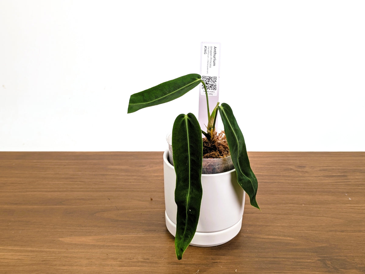Anthurium Amazon Princess - Exact Plants