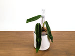 Anthurium Amazon Princess - Exact Plants