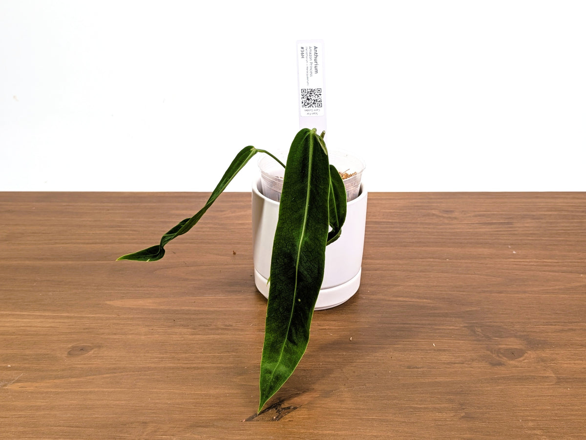 Anthurium Amazon Princess - Exact Plants