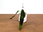 Anthurium Amazon Princess - Exact Plants