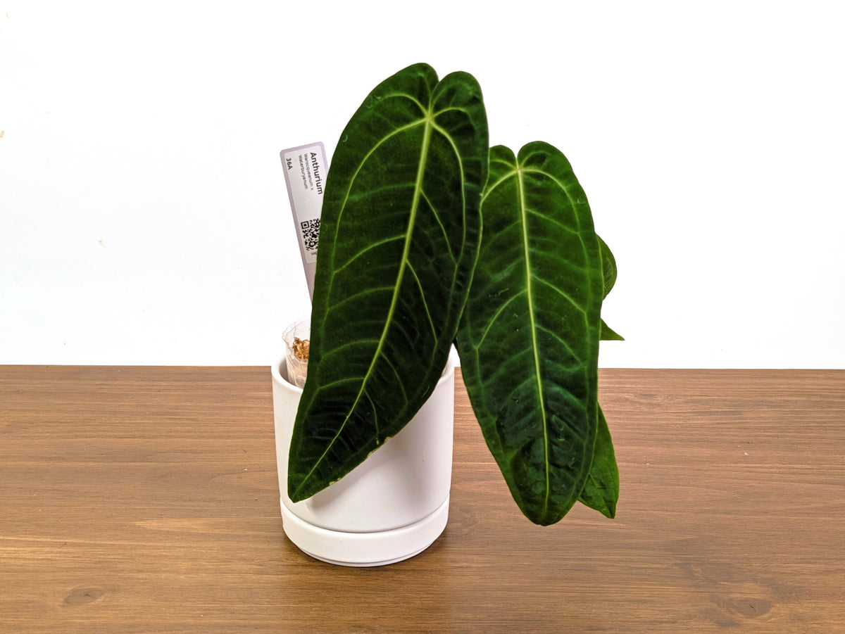 Anthurium Warocqueanum x Waterburyanum - Exact Plants