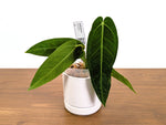 Anthurium Warocqueanum x Waterburyanum - Exact Plants