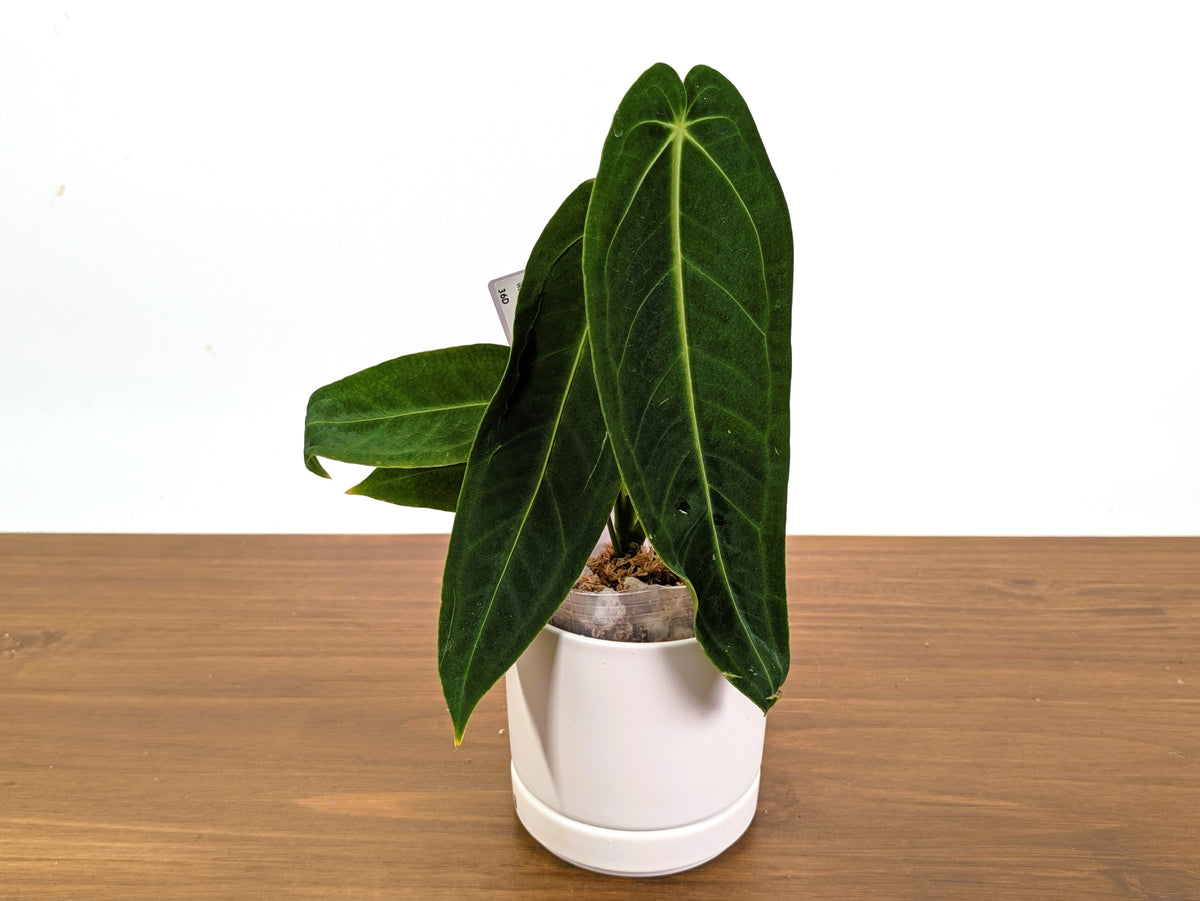 Anthurium Warocqueanum x Waterburyanum - Exact Plants