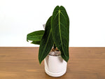 Anthurium Warocqueanum x Waterburyanum - Exact Plants