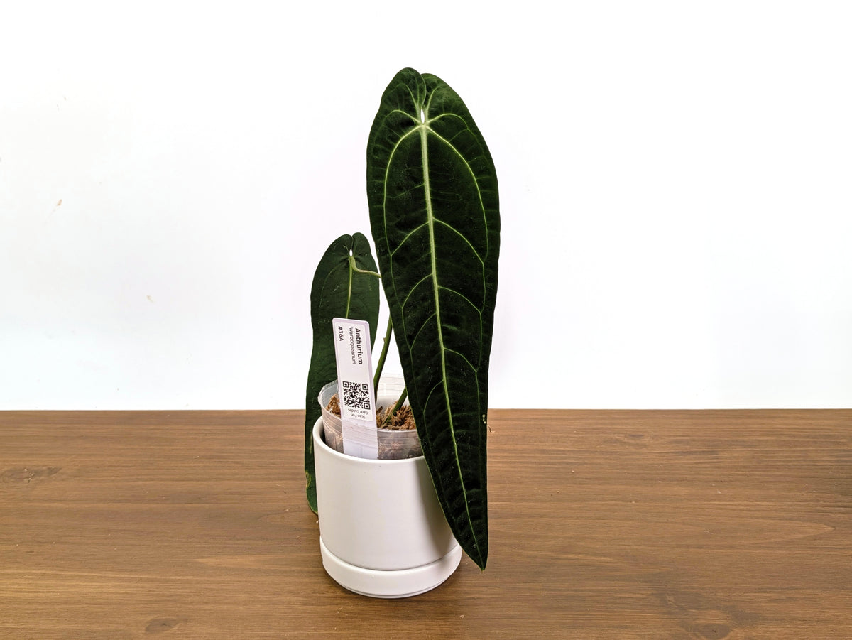 Anthurium Warocqueanum - Dark & Narrow - Pick Your Exact Plant (#36)