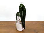 Anthurium Warocqueanum - Dark & Narrow - Pick Your Exact Plant (#36)