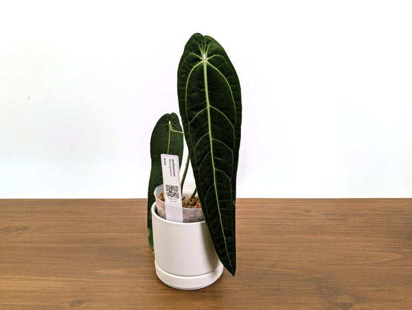 Anthurium Warocqueanum - Dark & Narrow - Pick Your Exact Plant (#36)