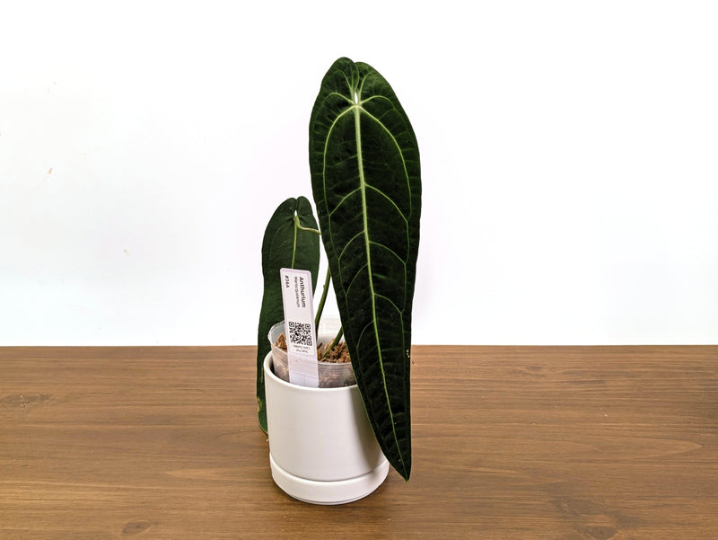 Anthurium Warocqueanum - Dark & Narrow - Pick Your Exact Plant (#36)