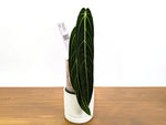 Anthurium Warocqueanum - Dark & Narrow - Pick Your Exact Plant (#36)