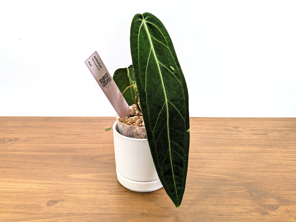 Anthurium Warocqueanum - Dark & Narrow - Pick Your Exact Plant (#36)